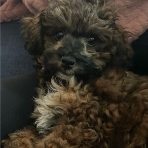 Meet your Posher, Suzanne